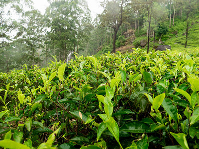 高地茶叶种植园的清晨露水覆盖绿图片