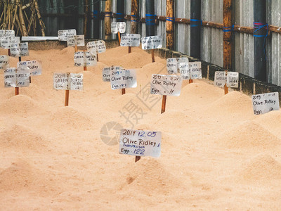 野生物救援中心或医院的海龟蛋在沙图片