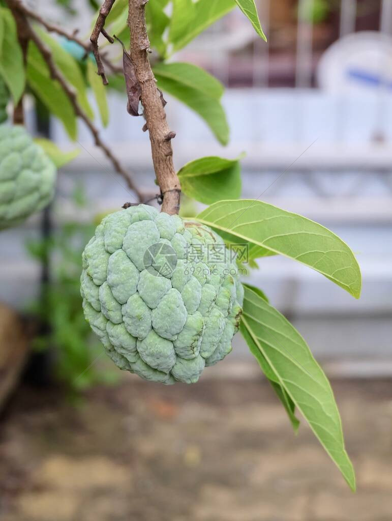 树枝上的热带水果奶油苹果糖苹果Sweetsop图片