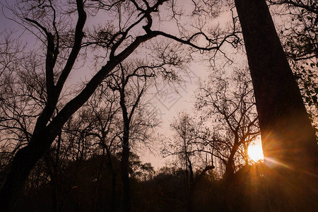 美丽的日出或日落与树枝图片