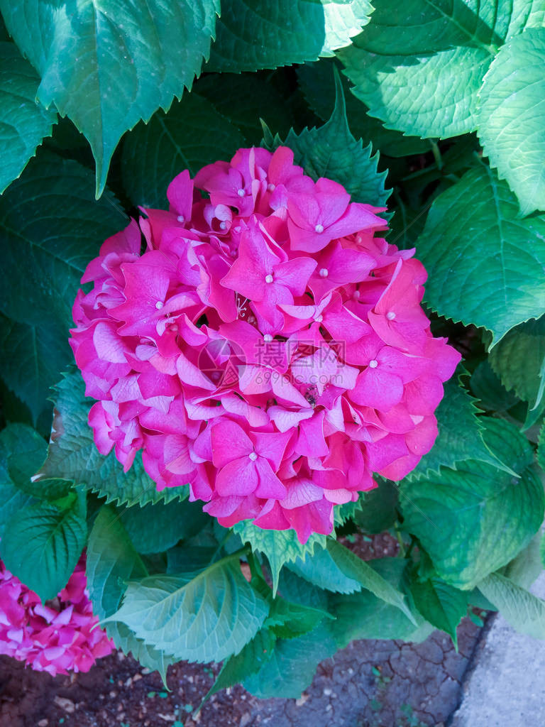 绣球花是粉红色蓝色淡紫色紫罗兰色紫色的花朵图片