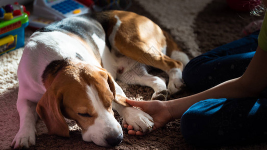 比格尔狗累了睡在地毯板上睡觉儿童抓狗爪图片