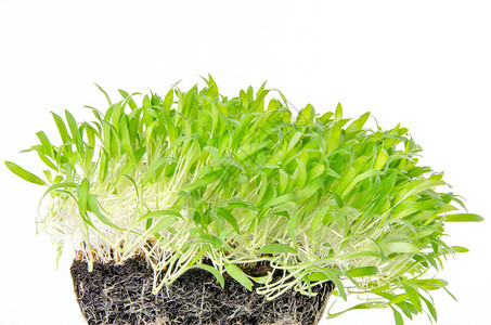 盆栽堆肥中的棕色小米幼苗和微绿具有细根Panicummiliaceumproso小米的芽豆芽绿苗幼苗和子叶正视图图片
