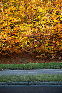 绿树叶黄树叶和棕树叶在道路图片