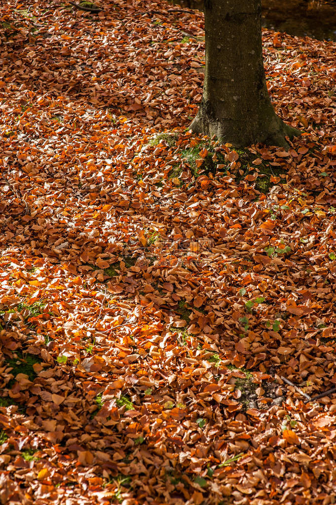 棕色树叶覆盖着一片森林的地面树木图片