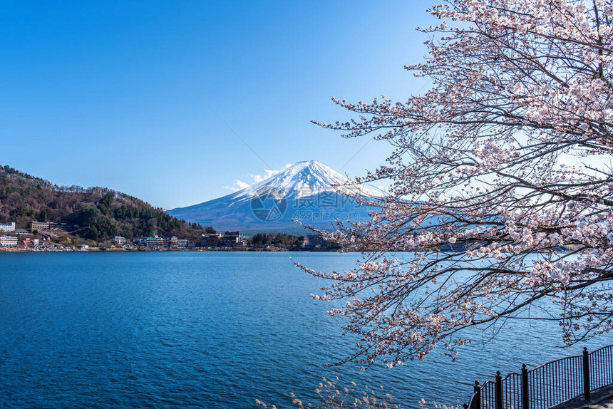 日本春天的富士山和樱花图片