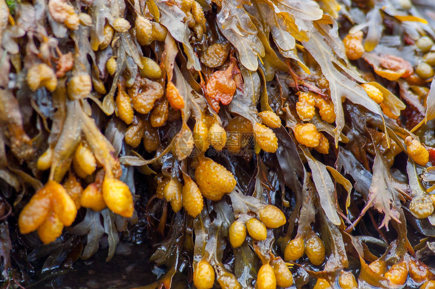 Fucusvesiculosus膀胱残骸或岩藻悬挂在潮湿的岩石上也被称为黑唐海橡木黑棕褐色染料墨角图片