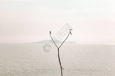 干树和海背景的照片图片