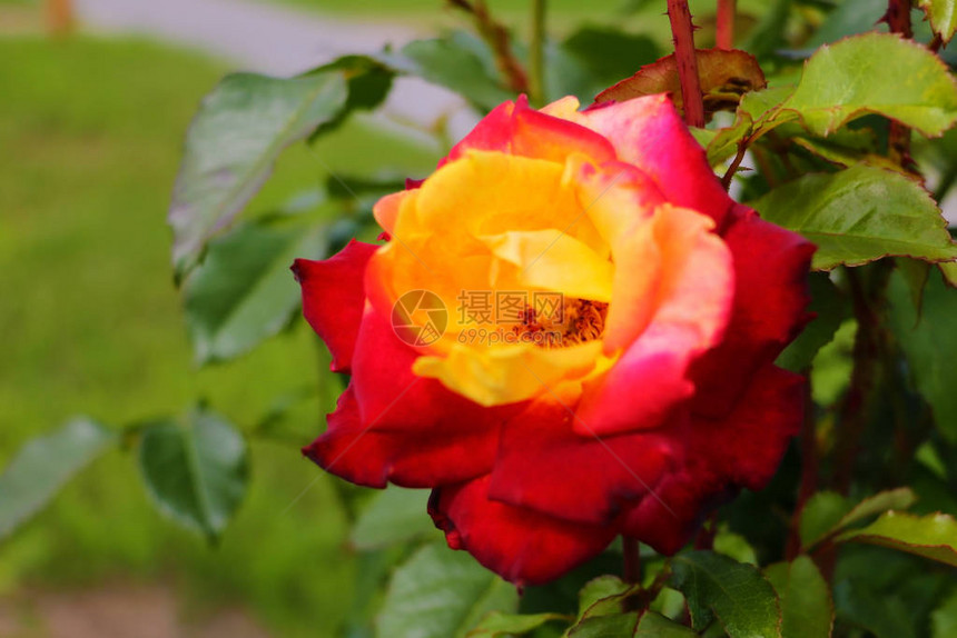 一朵红黄玫瑰的宏观浅景深图像图片