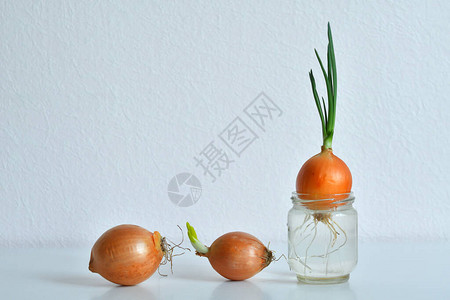 新鲜的绿洋葱绿色洋葱蔬菜生长在窗台上健康饮食概念图片