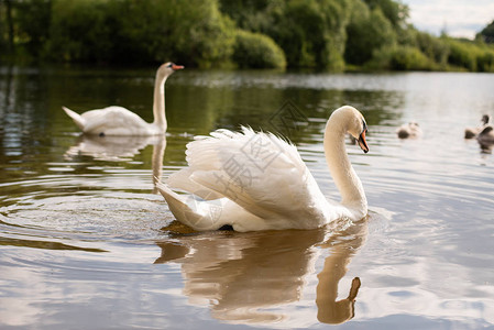 湖上美丽的白天鹅图片