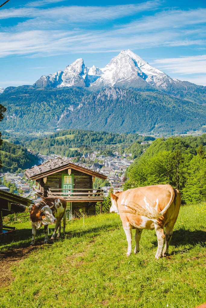 田园诗般的高山风景的美丽全景与传统的山间小屋和牛在绿色草地上放牧在一个美丽的阳光明媚的日子与蓝天图片