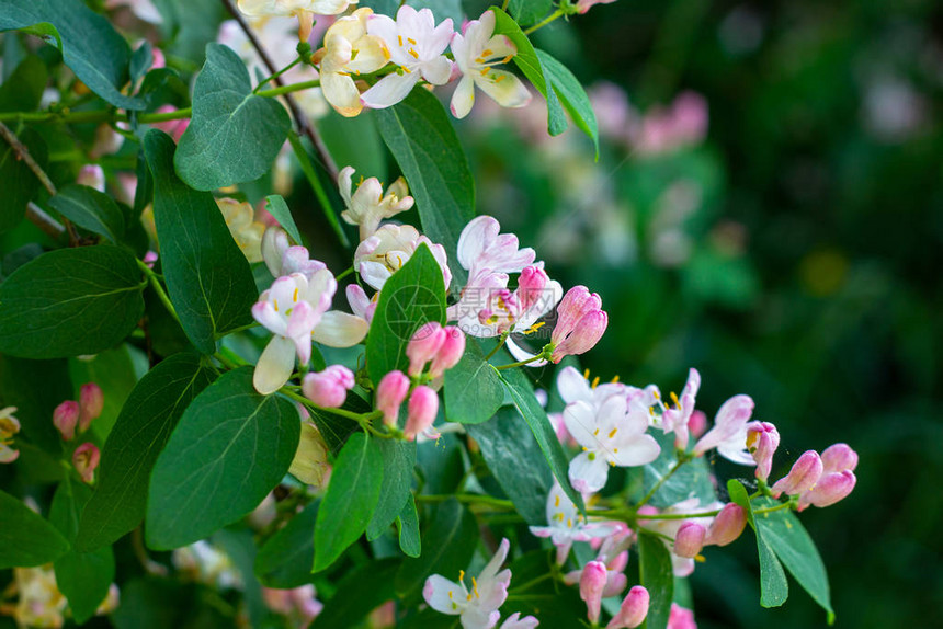 明亮的白色和粉红色装饰日本蜂蜜圈Loniceracaprifolium花朵春天在花园开花图片