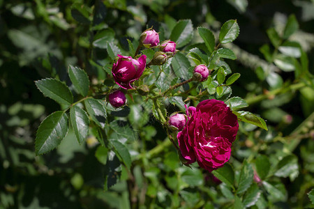 灌木丛中明亮的粉红玫瑰花朵图片