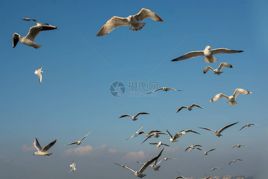 海鸥在天空中飞翔海鸥作为自由概图片