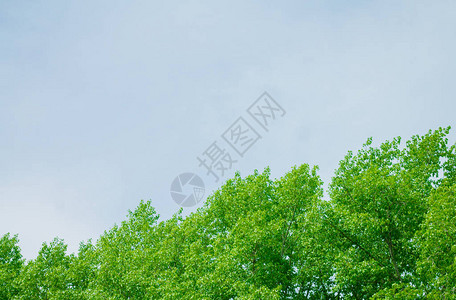 灰色多云的天空与绿色的树梢夏天图片