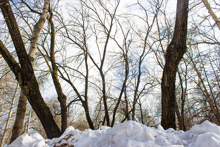 雪堆在树的背景上冬天图片