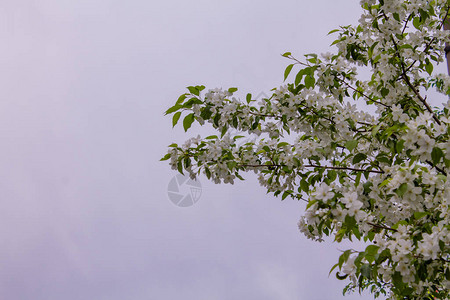 花朵中的苹果树枝与阴暗的天图片