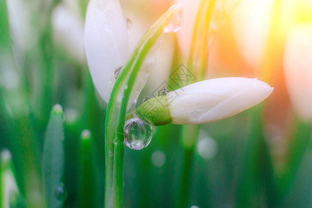 雪花莲春天的第一朵花卉背景在照片中闪光图片