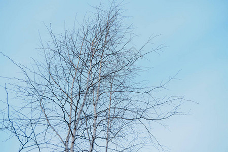 冬天蓝上的白桦小枝图片
