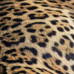 捷豹Pantheraonca豹皮肤图片
