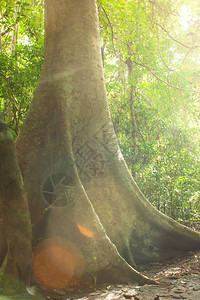 阳光通过热带森林照耀在大长的Tetrameles树上图片