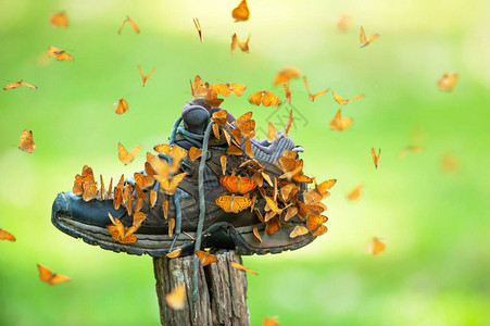 五颜六色的小豹蝴蝶群在夏天的早晨以远足鞋为食图片
