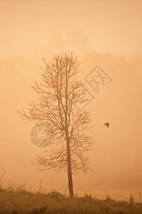 一只身份不明的黑鸟在迷雾森林中飞行图片