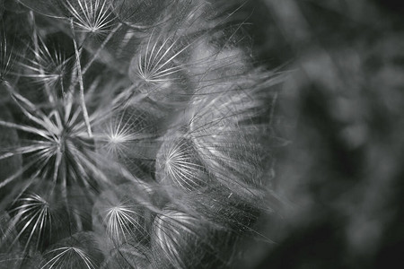 美丽的丹迪利翁花朵背景季节卡博客和网络设计自然背景黑白两种图片