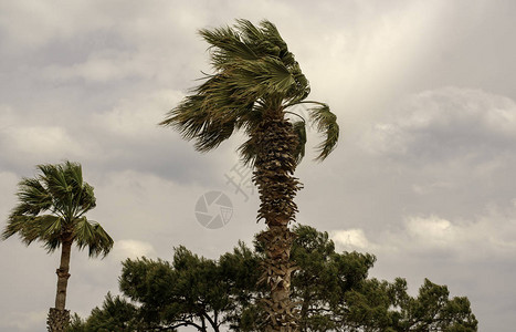 风中棕榈树图片