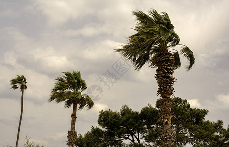 风中棕榈树图片
