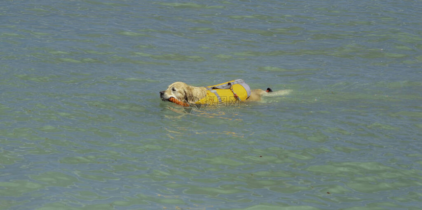 救生狗救援示范在海图片