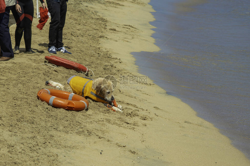救生狗救援示范在海图片