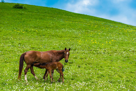 绿色多汁草地上的棕马图片