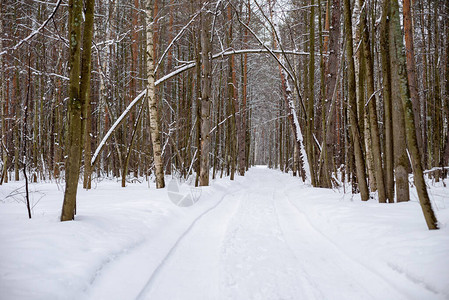 俄罗斯冬季森林的图片