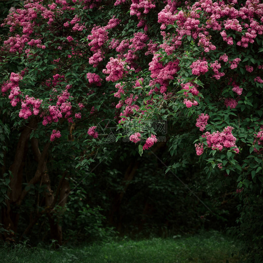 花园里美丽的紫色花丛深情的潮湿时图片