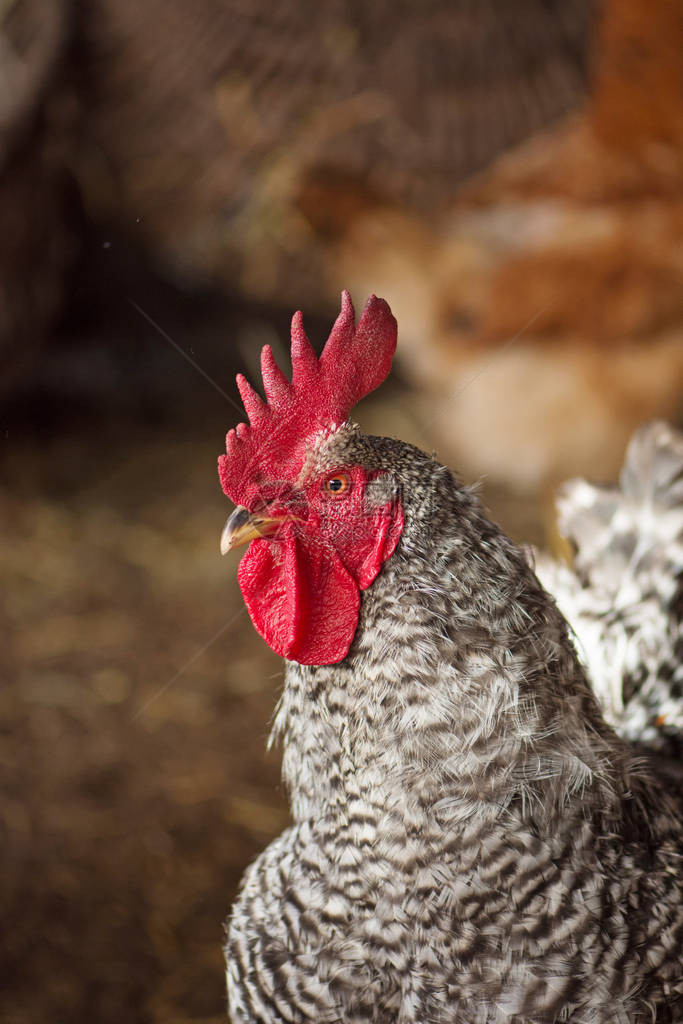 鸡舍里的安洛克母鸡生物农场的母鸡舍里的鸡阳光明媚的日子图片