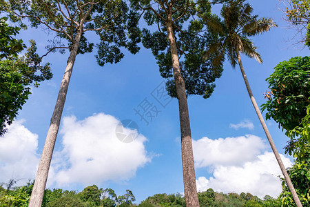 森林生长树自然绿树热带绿树雨图片