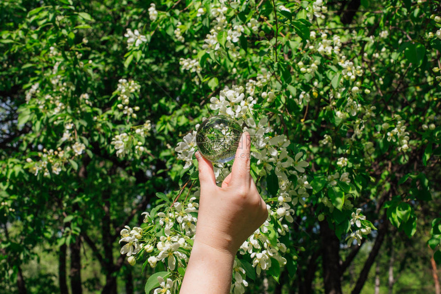 水晶透镜球与反光开花的苹果树和图片