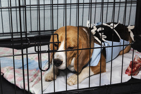 手术后给狗用的兽医防护绷带关在笼子里图片