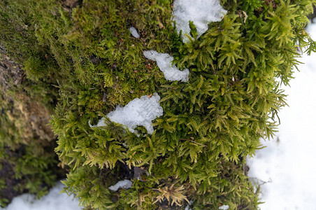 下午雪时在雪中图片