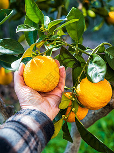 在柑橘园收集橙子的农民的手特写镜图片