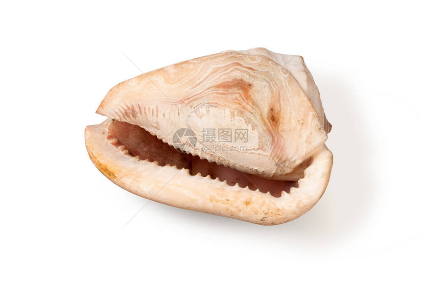 白色背景隔离的粉色音调中的海气胃壳CassisCornu图片