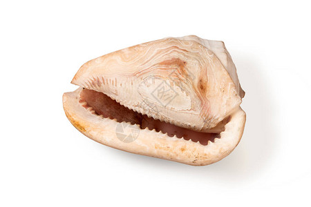 白色背景隔离的粉色音调中的海气胃壳CassisCornu图片