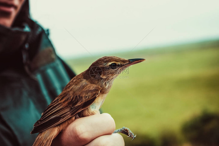 人类手中的一只小鸟图片