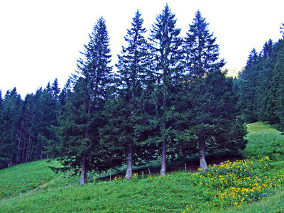 列支敦士登阿尔卑斯山脉坡上的常绿森林或针叶树图片