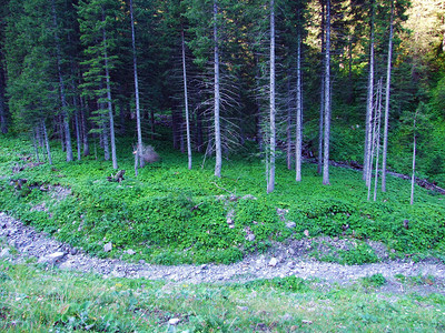 列支敦士登阿尔卑斯山脉坡上的常绿森林或针叶树图片