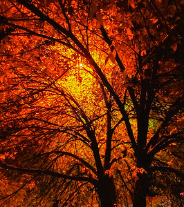 一棵秋树的黄色树叶从后面照亮了灯图片