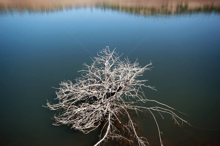 湖边和光秃的树风景照片图片