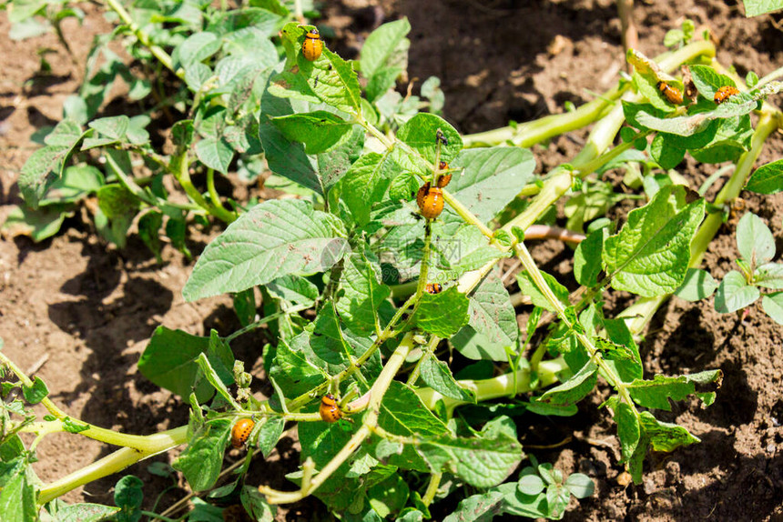 许多科罗拉多的虫子在田里吃土豆叶保护图片